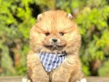 Safkan Pomeranian Boo Yavrularımız