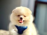 Secereli Mikrocipli 2 Aylık Pomeranian Boo Yavrularımız