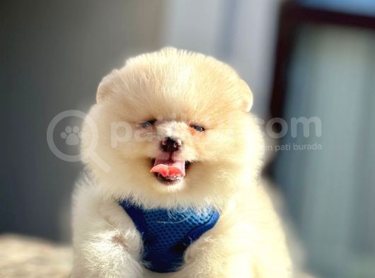 Secereli Mikrocipli 2 Aylık Pomeranian Boo Yavrularımız görsel