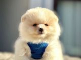 Secereli Mikrocipli 2 Aylık Pomeranian Boo Yavrularımız