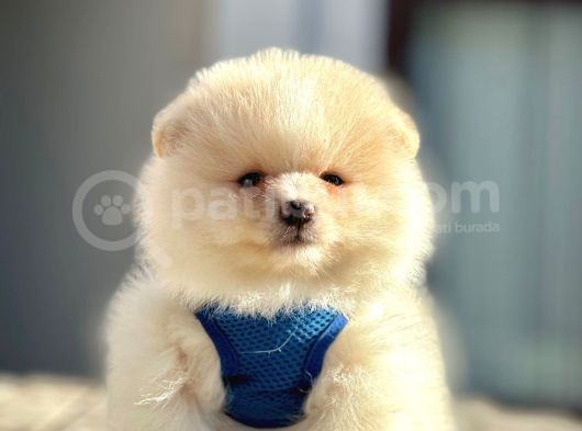 Secereli Mikrocipli 2 Aylık Pomeranian Boo Yavrularımız