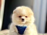 Secereli Mikrocipli 2 Aylık Pomeranian Boo Yavrularımız