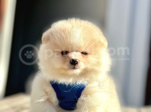 Secereli Mikrocipli 2 Aylık Pomeranian Boo Yavrularımız görsel