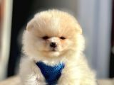 Secereli Mikrocipli 2 Aylık Pomeranian Boo Yavrularımız