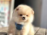 Ayıcık Yüzlü Show Kalitede Pomeranian Boo Yavrular