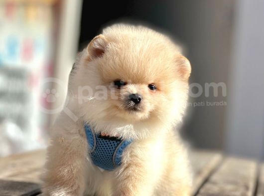 Ayıcık Yüzlü Show Kalitede Pomeranian Boo Yavrular görsel