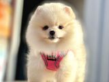 Show Kalite Mükemmel Surat Yapısında Pomeranian Boo