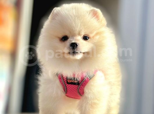 Show Kalite Mükemmel Surat Yapısında Pomeranian Boo