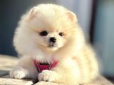 Show Kalite Mükemmel Surat Yapısında Pomeranian Boo