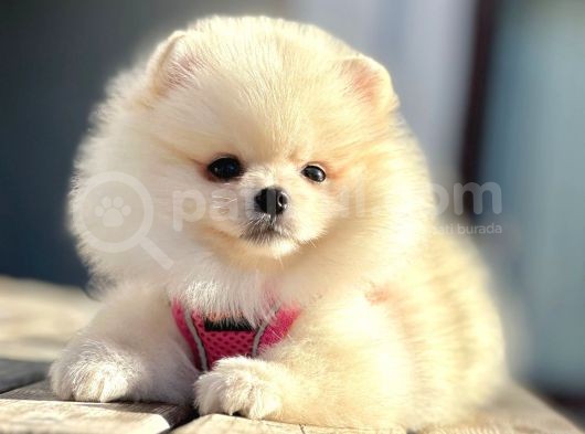 Show Kalite Mükemmel Surat Yapısında Pomeranian Boo görsel