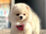 Show Kalite Mükemmel Surat Yapısında Pomeranian Boo
