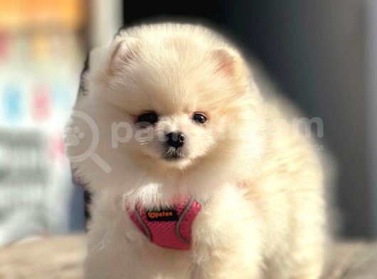 Show Kalite Mükemmel Surat Yapısında Pomeranian Boo görsel