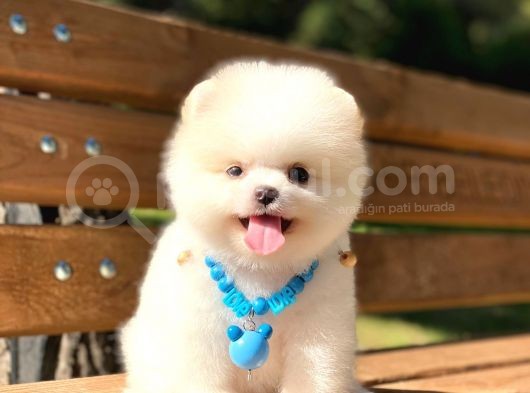 Ayıcık Yüzlü Pomeranian Boo görsel