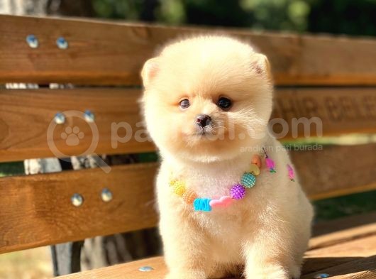 Secereli A Kalite Pomeranian Boo