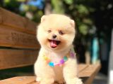 Secereli A Kalite Pomeranian Boo