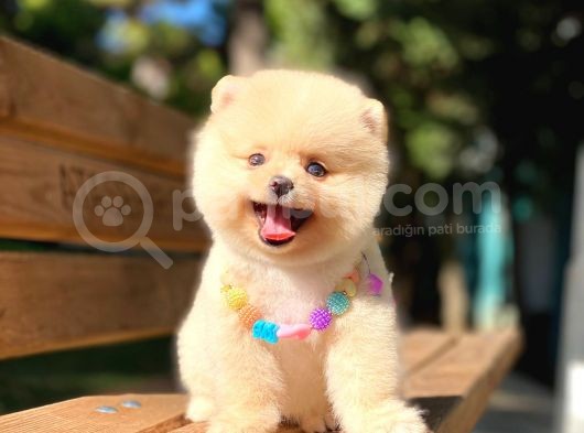 Secereli A Kalite Pomeranian Boo görsel