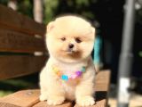 Secereli A Kalite Pomeranian Boo