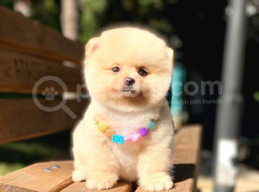 Secereli A Kalite Pomeranian Boo görsel
