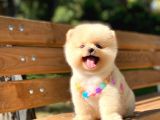 Secereli A Kalite Pomeranian Boo