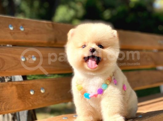 Secereli A Kalite Pomeranian Boo görsel
