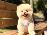 Secereli A Kalite Pomeranian Boo