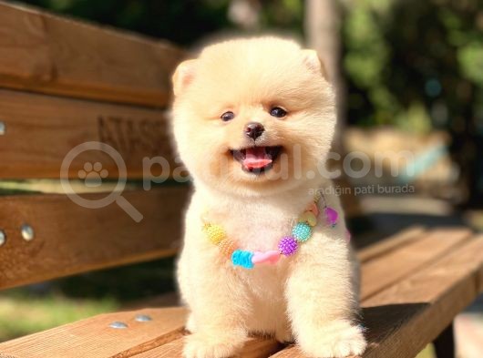 Secereli A Kalite Pomeranian Boo görsel