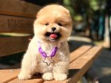 Yok Böyle Bir Güzellik 2 Aylık Pomeranian Boo Yavrularımız
