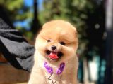 Yok Böyle Bir Güzellik 2 Aylık Pomeranian Boo Yavrularımız