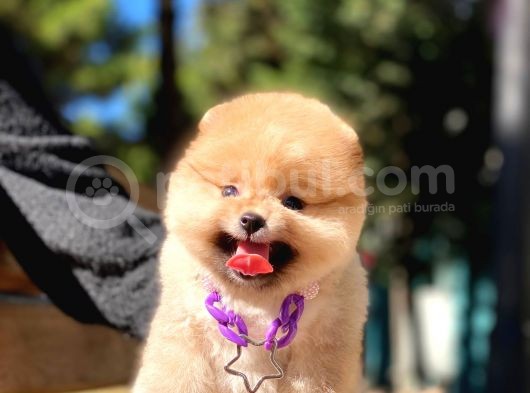 Yok Böyle Bir Güzellik 2 Aylık Pomeranian Boo Yavrularımız görsel
