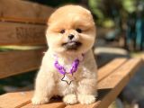 Yok Böyle Bir Güzellik 2 Aylık Pomeranian Boo Yavrularımız