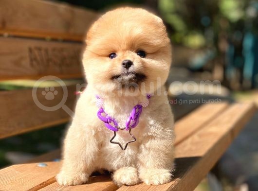 Yok Böyle Bir Güzellik 2 Aylık Pomeranian Boo Yavrularımız görsel