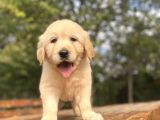 Bebek Suratli Golden Retriver