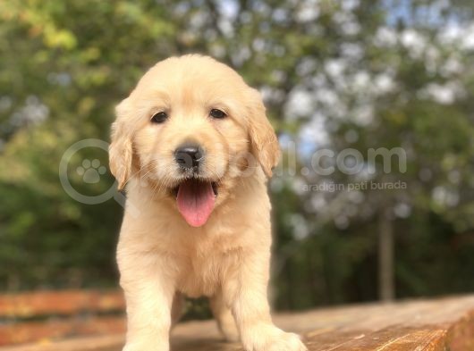 Bebek Suratli Golden Retriver görsel