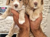 Show Kalite Maltipoo Yavrular