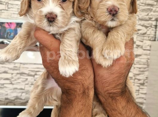 Show Kalite Maltipoo Yavrular