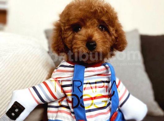 Orjinal Safkan Sağlık Garantili Redbrown Toy Poodle