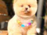 Show Kalite Pomerani̇an Boo Di̇şi̇