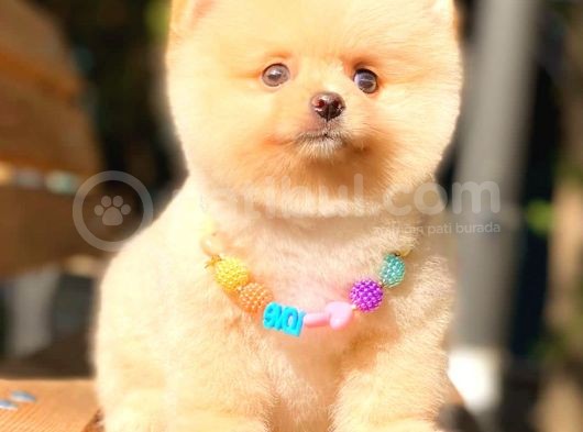 Show Kalite Pomerani̇an Boo Di̇şi̇ görsel