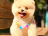 Show Kalite Pomerani̇an Boo Di̇şi̇
