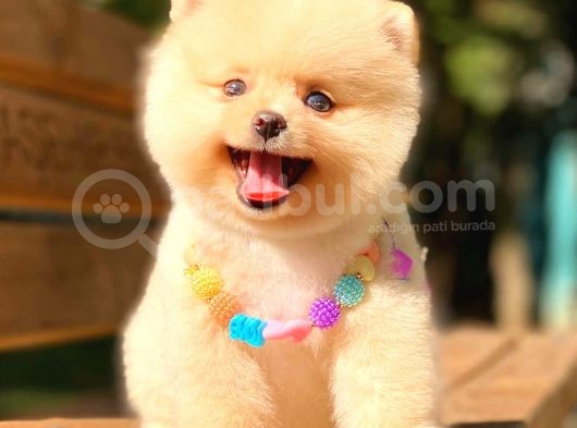 Show Kalite Pomerani̇an Boo Di̇şi̇ görsel