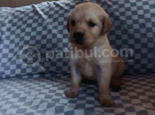 Sevimli Golden Yavrular