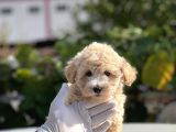 Orji̇nal Mi̇ni̇ Boy Malti̇poo Bebekler