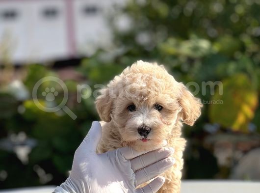 Orji̇nal Mi̇ni̇ Boy Malti̇poo Bebekler görsel