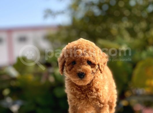 Red Mi̇ni̇ Toy Poodle Bebekler görsel