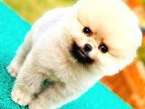 Teddy Bear Pomeranian