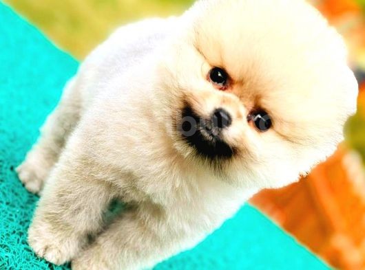 Teddy Bear Pomeranian görsel