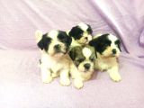 A Kalite Shih Tzu Yavrular