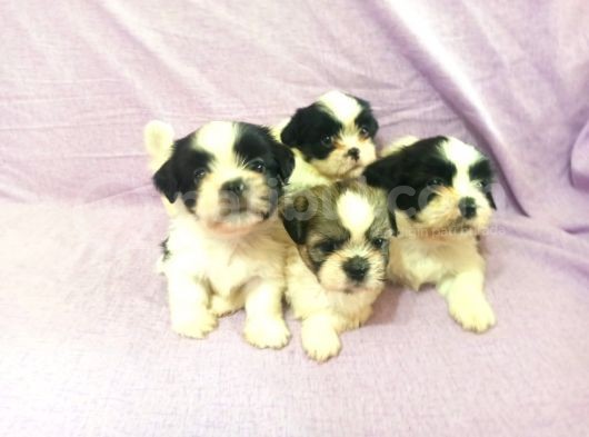 A Kalite Shih Tzu Yavrular