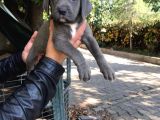 Blue Cane Corso Yavru Köpeğimiz