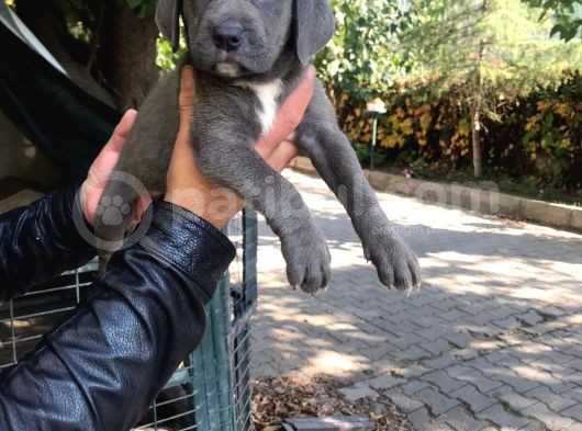 Blue Cane Corso Yavru Köpeğimiz görsel